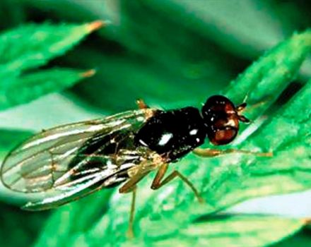 Effective folk remedies for carrot fly control