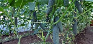 Why are cucumbers soft and thorny in the greenhouse and in the garden, what to do