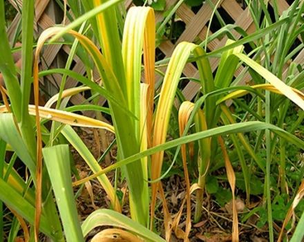 Les raisons pour lesquelles l'ail jaunit dans le jardin et que faire?