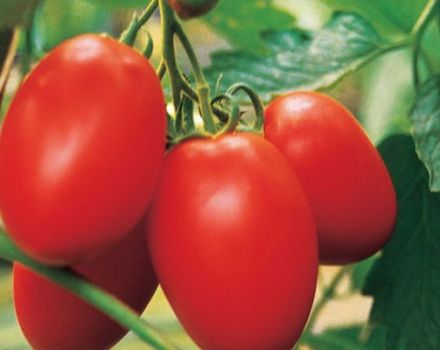 Description and characteristics of hybrid tomato variety Yaki F1