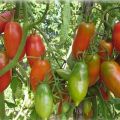 The best and most productive varieties of tomatoes for Siberia in a greenhouse