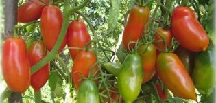 Las mejores y más productivas variedades de tomates para Siberia en invernadero.