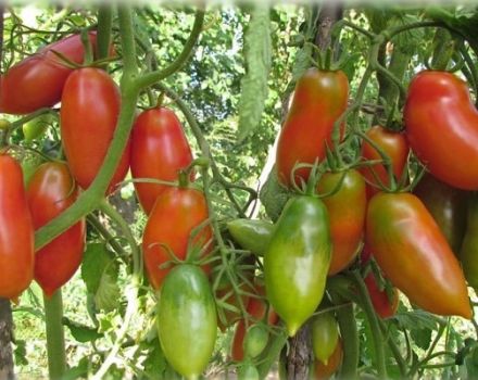 Jenis tomato terbaik dan paling produktif untuk Siberia di rumah hijau