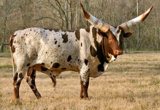 Description of 3 breeds of African cows, care and breeding of cattle