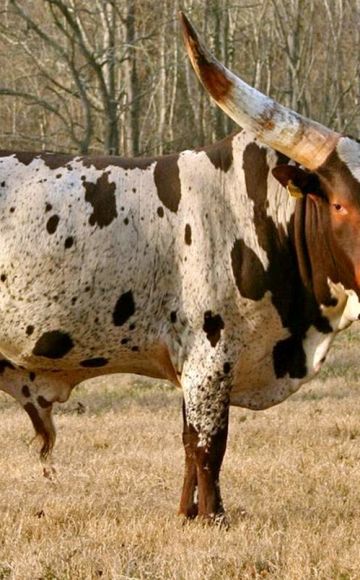 Description of 3 breeds of African cows, care and breeding of cattle