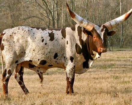 Description of 3 breeds of African cows, care and breeding of cattle