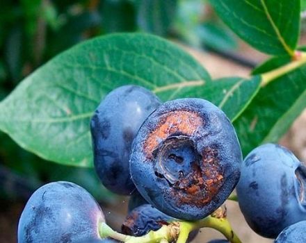 Why blueberries do not bear fruit and what to do, reasons and solutions