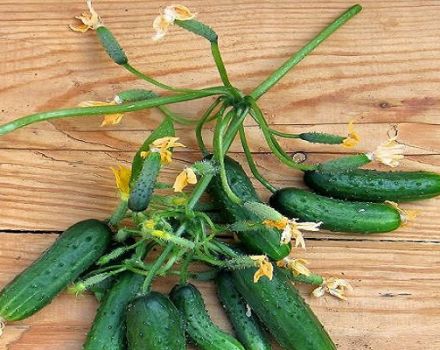 Description of the Urban cucumber variety, cultivation features and yield