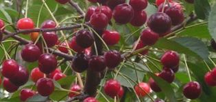 Description and characteristics of Rovesnitsa cherries, history and cultivation features