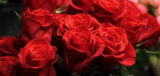 Description and characteristics of the rose variety Freedom, planting and care rules