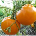 Caractéristiques et description de la variété de tomate Monastyrskaya farine, son rendement