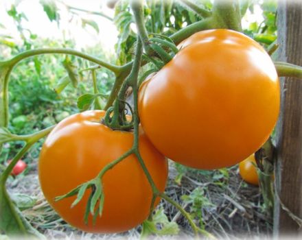 Caractéristiques et description de la variété de tomate Monastyrskaya farine, son rendement