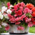 Description of varieties of tuberous begonias, planting and care in the garden and breeding methods