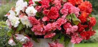 Description of varieties of tuberous begonias, planting and care in the garden and breeding methods