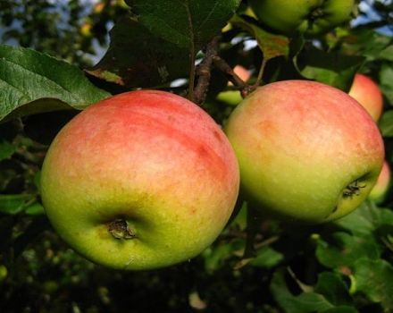 Descripción de la variedad de manzanos Pobeda (Chernenko) y características de rendimiento.