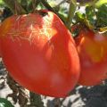 Description of the Trans new tomato variety, its characteristics and yield