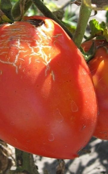 Description of the Trans new tomato variety, its characteristics and yield