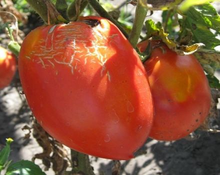 Description de la nouvelle variété de tomates Trans, ses caractéristiques et son rendement