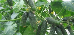 Description of the cucumber variety Kumanek f1, its characteristics and yield