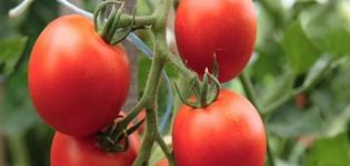 Produktiviti dengan ciri dan penerangan mengenai varieti tomato Kostroma