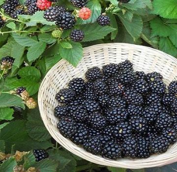 Description and characteristics of Ruben blackberries, planting and care technology