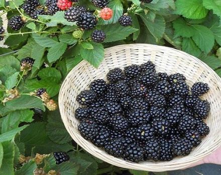 Description and characteristics of Ruben blackberries, planting and care technology