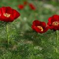 Description de la pivoine à feuilles minces, plantation et entretien en plein champ