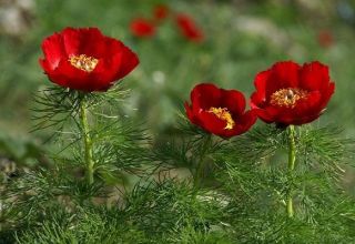 Description de la pivoine à feuilles minces, plantation et entretien en plein champ