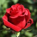 Description and characteristics of Pierre de Ronsard roses, planting and care