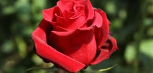 Descripción y características de las rosas Pierre de Ronsard, plantación y cuidado.