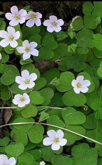 Les meilleurs moyens de se débarrasser de l'acide dans la région