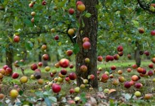 Les raisons pour lesquelles la prune tombe avant de mûrir et que faire