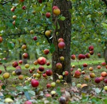 Les raisons pour lesquelles la prune tombe avant de mûrir et que faire