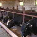 Types and schemes of cattle feeders and how to do it yourself at home