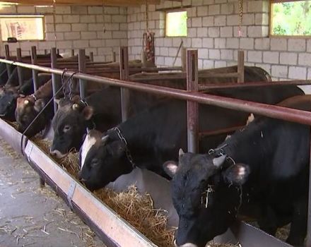 Vrste i sheme hranilica za stoku i kako to učiniti sami kod kuće