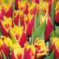 Description of early and late double tulips varieties, planting and care features