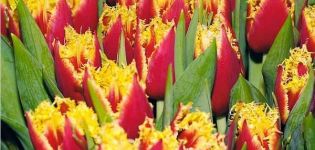 Description of early and late double tulips varieties, planting and care features