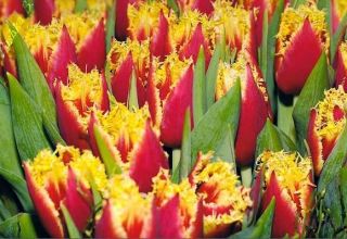 Description of early and late double tulips varieties, planting and care features