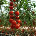 Wanneer zaailingen planten en cherrytomaatjes buiten en in een kas kweken