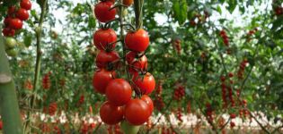 Cuándo plantar plántulas y cómo cultivar tomates cherry al aire libre y en invernadero