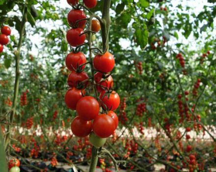 Bilakah menanam anak benih dan bagaimana menanam tomato ceri di luar rumah dan di rumah hijau