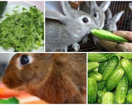 Est-il possible et comment donner correctement des concombres aux lapins, les avantages et les inconvénients des légumes