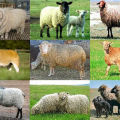 Names and characteristics of the best and large meat breeds of sheep, breeding