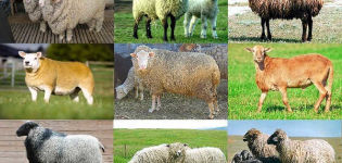 Names and characteristics of the best and large meat sheep breeds, breeding