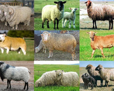 Noms et caractéristiques des meilleures et grandes races de moutons à viande, élevage