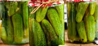 11 quick cooking recipes for spicy salted cucumbers