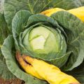 When to pick off the lower leaves of cabbage and is it possible to do it