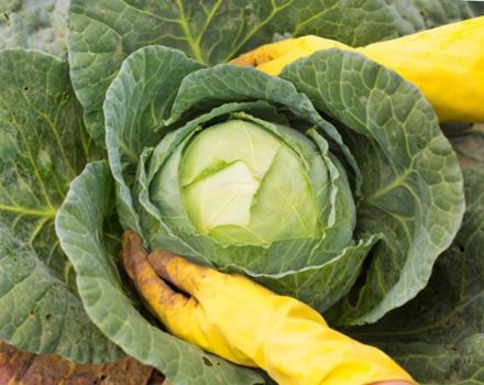 When to pick off the lower leaves of cabbage and is it possible to do it