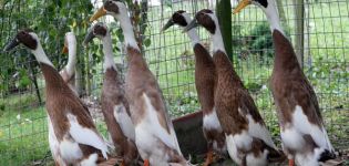 Description des canards Indian Runner, leurs maladies et règles d'élevage