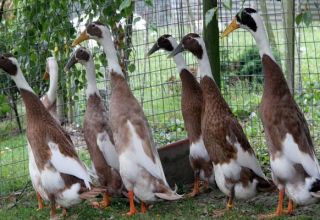 Description of Indian Runner ducks, their diseases and breeding rules